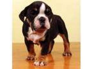 Olde English Bulldogge Puppy for sale in Mansfield, MO, USA