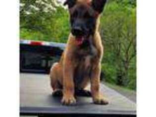 Belgian Malinois Puppy for sale in Nora, VA, USA