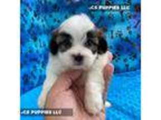 Mal-Shi Puppy for sale in Weslaco, TX, USA