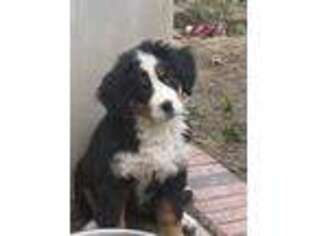 Bernese Mountain Dog Puppy for sale in San Dimas, CA, USA