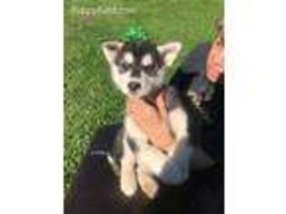 Siberian Husky Puppy for sale in Pierceton, IN, USA