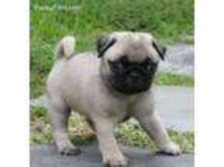 Pug Puppy for sale in Hollywood, FL, USA