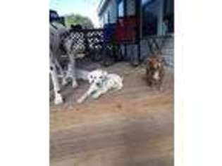 Dalmatian Puppy for sale in Willis, TX, USA