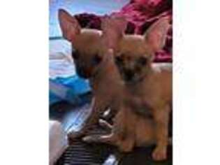 Chihuahua Puppy for sale in Lexington, NC, USA