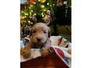 Labradoodle Puppy for sale in Somerset, PA, USA