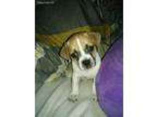 Puggle Puppy for sale in Henderson, NV, USA