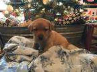 Labrador Retriever Puppy for sale in Urbana, OH, USA