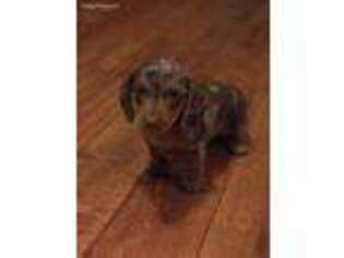 Dachshund Puppy for sale in Fredericktown, MO, USA