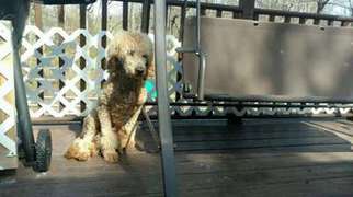 Mutt Puppy for sale in Mason, OH, USA