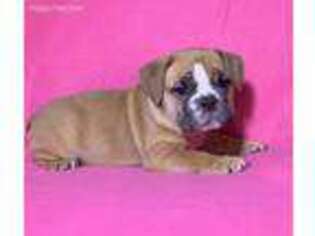 Bulldog Puppy for sale in Apple Creek, OH, USA