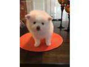 Pomeranian Puppy for sale in Duncanville, TX, USA