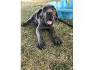 Neapolitan Mastiff Puppy for sale in Seneca, MO, USA