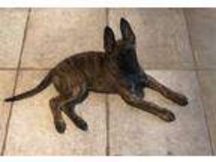 Dutch Shepherd Dog Puppy for sale in Kerrville, TX, USA