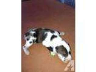 Yorkshire Terrier Puppy for sale in ELKHART, KS, USA