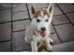 Siberian Husky Puppy for sale in Grayson, LA, USA