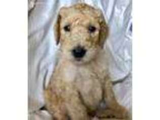 Mutt Puppy for sale in Union, KY, USA