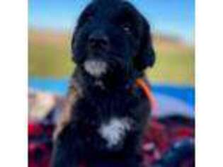 Saint Berdoodle Puppy for sale in Brownstown, IN, USA