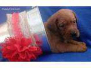 Labrador Retriever Puppy for sale in Lehigh, KS, USA