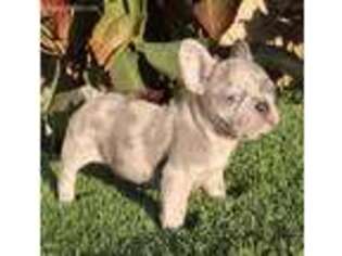 French Bulldog Puppy for sale in Savannah, GA, USA