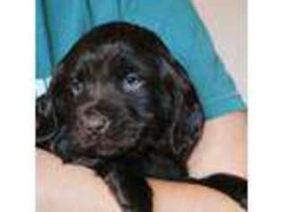 Boykin Spaniel Puppy for sale in Abbeville, SC, USA