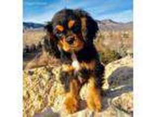 Cavalier King Charles Spaniel Puppy for sale in Littleton, CO, USA