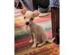 Chihuahua Puppy for sale in South Burlington, VT, USA