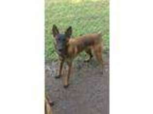 Belgian Malinois Puppy for sale in Louisville, KY, USA