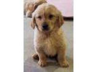 Golden Retriever Puppy for sale in Toledo, OH, USA