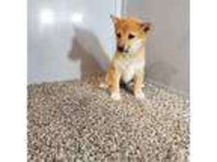 Shiba Inu Puppy for sale in Lagrange, IN, USA