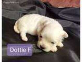 Mutt Puppy for sale in Headland, AL, USA