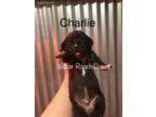 Great Dane Puppy for sale in Bowie, TX, USA