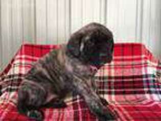 Mastiff Puppy for sale in Pueblo, CO, USA