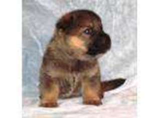 German Shepherd Dog Puppy for sale in Germantown, OH, USA