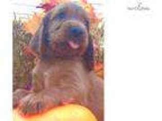 Irish Setter Puppy for sale in Cincinnati, OH, USA
