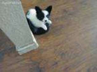 Papillon Puppy for sale in Kernville, CA, USA