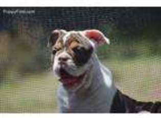 Olde English Bulldogge Puppy for sale in Waxhaw, NC, USA