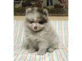 Medium Photo #1 Pomeranian Puppy For Sale in Lancaster, OH, USA