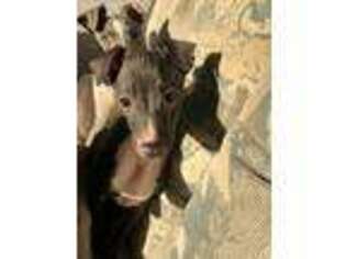 Italian Greyhound Puppy for sale in Yuma, AZ, USA