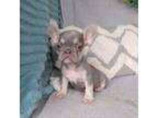 French Bulldog Puppy for sale in New Holland, PA, USA