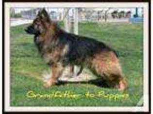 German Shepherd Dog Puppy for sale in BAKERSFIELD, CA, USA