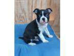 Boston Terrier Puppy for sale in Fredericksburg, VA, USA