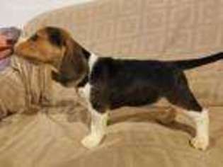 Beagle Puppy for sale in House Springs, MO, USA