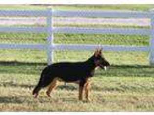 German Shepherd Dog Puppy for sale in Keller, TX, USA