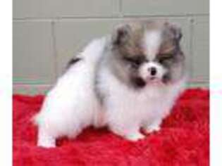 Pomeranian Puppy for sale in San Luis Obispo, CA, USA