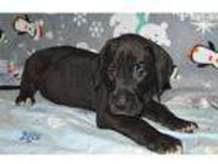 Great Dane Puppy for sale in Birmingham, AL, USA