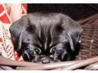 Pug Puppy for sale in Raccoon, KY, USA