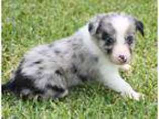 Border Collie Puppy for sale in Blanket, TX, USA