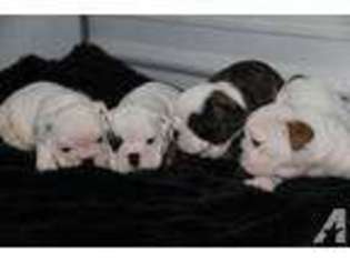 Bulldog Puppy for sale in COLLINS, MS, USA