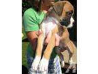 Boxer Puppy for sale in ALIQUIPPA, PA, USA