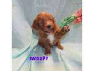 Goldendoodle Puppy for sale in Sterling, OH, USA